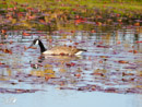 Canada Goose - Gęś Kanadyjska